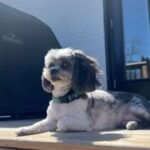 Laura Vandervoort Instagram - 🎉🥰🎉🎂 Frankie. Franklin. Bubs. Baby girl. Peanut. Franks. It’s your (approximate) birthday today. It’s your ‘Got You Day.’ 10 years ago today, @frankie_blueeyes looked up at me from an adoption rescue day in Los Angeles through @lhasahappyhomes 10 years ago we locked eyes. You were the loudest dog there. I asked if I could pick you up. When I did, you snuggled in and stopped barking &I knew it was you I’d been looking for. You made sure you got my attention (and you still do this) and I immediately asked if I could take you home that day. I wasn’t letting you out of my sight again. I was told they found you downtown Los Angeles under a bus stop. Your hair was matted to your face and overgrown. I wondered who could ever let you go. Your human eyes and your spunky personality. But it didn’t matter, because you found your way home. We have been through ALL of the ups and downs together. Traveled all over. You’ve been on movie sets, airplanes and more. You have been my constant companion. My joy. My baby girl. The vet said you were about 2 years old the day I brought you home, so today… you’re (about) 12! Wow, 12! You still have so much spunk and personality. You pee like a male dog & have the confidence of a Rottweiler. You bark at squirrels (and have caught 2 which made me panic but they got away 🤣.) You love to just sit in the yard and stare at the sky. You’ve made my life a thousand times better being in it. Taught me how to care for another living creature and how to be a little more patient. You’re my soul-dog. I’d do literally anything for you. My main goal in buying my first home was purely so that you would have a yard to sit in and stare at squirrels and birds, and you do. 🥰 Thank you for choosing me to be your Momma. Happy Birthday to the bestest girl. I love you with all my heart.