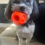 Laura Vandervoort Instagram - 🎉🥰🎉🎂 Frankie. Franklin. Bubs. Baby girl. Peanut. Franks. It’s your (approximate) birthday today. It’s your ‘Got You Day.’ 10 years ago today, @frankie_blueeyes looked up at me from an adoption rescue day in Los Angeles through @lhasahappyhomes 10 years ago we locked eyes. You were the loudest dog there. I asked if I could pick you up. When I did, you snuggled in and stopped barking &I knew it was you I’d been looking for. You made sure you got my attention (and you still do this) and I immediately asked if I could take you home that day. I wasn’t letting you out of my sight again. I was told they found you downtown Los Angeles under a bus stop. Your hair was matted to your face and overgrown. I wondered who could ever let you go. Your human eyes and your spunky personality. But it didn’t matter, because you found your way home. We have been through ALL of the ups and downs together. Traveled all over. You’ve been on movie sets, airplanes and more. You have been my constant companion. My joy. My baby girl. The vet said you were about 2 years old the day I brought you home, so today… you’re (about) 12! Wow, 12! You still have so much spunk and personality. You pee like a male dog & have the confidence of a Rottweiler. You bark at squirrels (and have caught 2 which made me panic but they got away 🤣.) You love to just sit in the yard and stare at the sky. You’ve made my life a thousand times better being in it. Taught me how to care for another living creature and how to be a little more patient. You’re my soul-dog. I’d do literally anything for you. My main goal in buying my first home was purely so that you would have a yard to sit in and stare at squirrels and birds, and you do. 🥰 Thank you for choosing me to be your Momma. Happy Birthday to the bestest girl. I love you with all my heart.