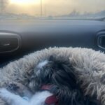 Laura Vandervoort Instagram - With the pups up north. Little @frankie_blueeyes doesn’t love the cold. She prefers her throne and a fire. Ted thrives in it. But Ted also screamed while he 💩’d because he ate wood chips which (surprise surprise) weren’t as fun coming out as they were going in for him. 😂