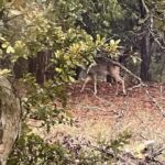 Laurel Holloman Instagram – This young buck trotted away before I could get the shot.  Backyard Rainy Days Austin.