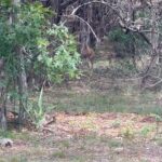 Laurel Holloman Instagram – Deer stand off  today at my house.  Happy July