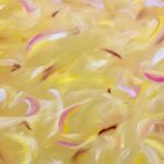 Laurel Holloman Instagram – Buttercream 12 by 16 oil on paper…. part of the Sound and Color Collection opening May 9th @focusartfair @claudinegilgallery @artsy See you in NYC