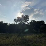 Laurel Holloman Instagram – A little days of heaven from  Texas  tonight.  #austin #texasskies