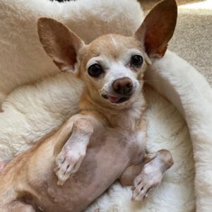 Lauren Lopez Instagram - Happy Gotcha Day to our beautiful angel Diane! Six years ago we made the best decision of our lives and adopted BabyD 🥰 She is the love of our life and it is my greatest honor to cherish her every single day. She is so good, so sweet, so mean to all of our friends (they deserve it!!!!). Every day I think I can't love her more and then I DO and I get kinda scared bc I'm like "if I love her any more I will die?" she has an ATTITUDE and loves NAPPING and will kick your ass if her dinner is even 2 minutes late. A high standards queen! She is our best friend!!!! #rescuedogsofinstagram #rescuedog #adoptdontshop #chihuahua #chihuahuasofinstagram