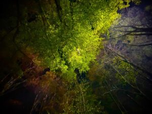 Lauren Schmidt Hissrich Instagram - Nothing says #TheWitcher more than “EXT. WOODS - NIGHT”
