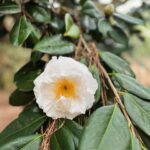 Lauren Liess Instagram – Garden dreaming at the @elizabethangardens 🌿 one of my favorite places to visit- especially in the winter when I’m really missing the green. Live oaks, budding daffodils   a forest full of blooming star magnolias & camellias greeted us this time. I love being down in the Outer Banks and this trip was no exception 🌊 it’s always good for the soul. My next book – BEACH LIFE- comes out the weekend before Memorial Day to kick off the summer and it’s all about beach life- interiors, people   places   food, and how our minds   bodies are affected by being near the ocean and how we can use that special time to find our truest selves 🤍 it’s filled with personal stories (lol goes way back to when D and I first met, chronicles how we found and fixed up @thelostcottage and finishes off with our most recently finished project- Dune House- and how some healing has been needed after that one.) BEACH LIFE: HOME, HEART & THE SEA is available now on preorder and I really think you’ll love this one 🤍 ok and one PSA because it’s that time of year again and because it’s in these pictures- NO. MORE. “crepe murder!” Lol PLEASE just don’t do it to your crepe myrtles!!! 🤣🤗