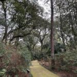 Lauren Liess Instagram - Garden dreaming at the @elizabethangardens 🌿 one of my favorite places to visit- especially in the winter when I’m really missing the green. Live oaks, budding daffodils a forest full of blooming star magnolias & camellias greeted us this time. I love being down in the Outer Banks and this trip was no exception 🌊 it’s always good for the soul. My next book - BEACH LIFE- comes out the weekend before Memorial Day to kick off the summer and it’s all about beach life- interiors, people places food, and how our minds bodies are affected by being near the ocean and how we can use that special time to find our truest selves 🤍 it’s filled with personal stories (lol goes way back to when D and I first met, chronicles how we found and fixed up @thelostcottage and finishes off with our most recently finished project- Dune House- and how some healing has been needed after that one.) BEACH LIFE: HOME, HEART & THE SEA is available now on preorder and I really think you’ll love this one 🤍 ok and one PSA because it’s that time of year again and because it’s in these pictures- NO. MORE. “crepe murder!” Lol PLEASE just don’t do it to your crepe myrtles!!! 🤣🤗