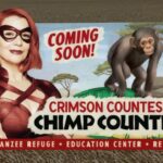 Laurie Holden Instagram - Did you know that #chimpanzees are physically incapable of crying? It’s true. They don’t have any tear ducts. They are also an endangered species - largely due to human interference. Here is a little video we put together to help raise awareness for this important cause. ( A percentage of the donated proceeds will go the Crimson Countess Chimp Country Sanctuary). 😊 Hope you enjoy the music and be sure to check out this fabulous show. 💋 @theboystv @sonytvofficial @amazon @amazonprime #crimsoncountess #superhero