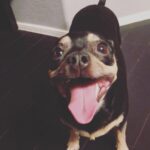 Layla El Instagram - Look at this face I just love my Amante’ #chiweenie #spoilt #loved