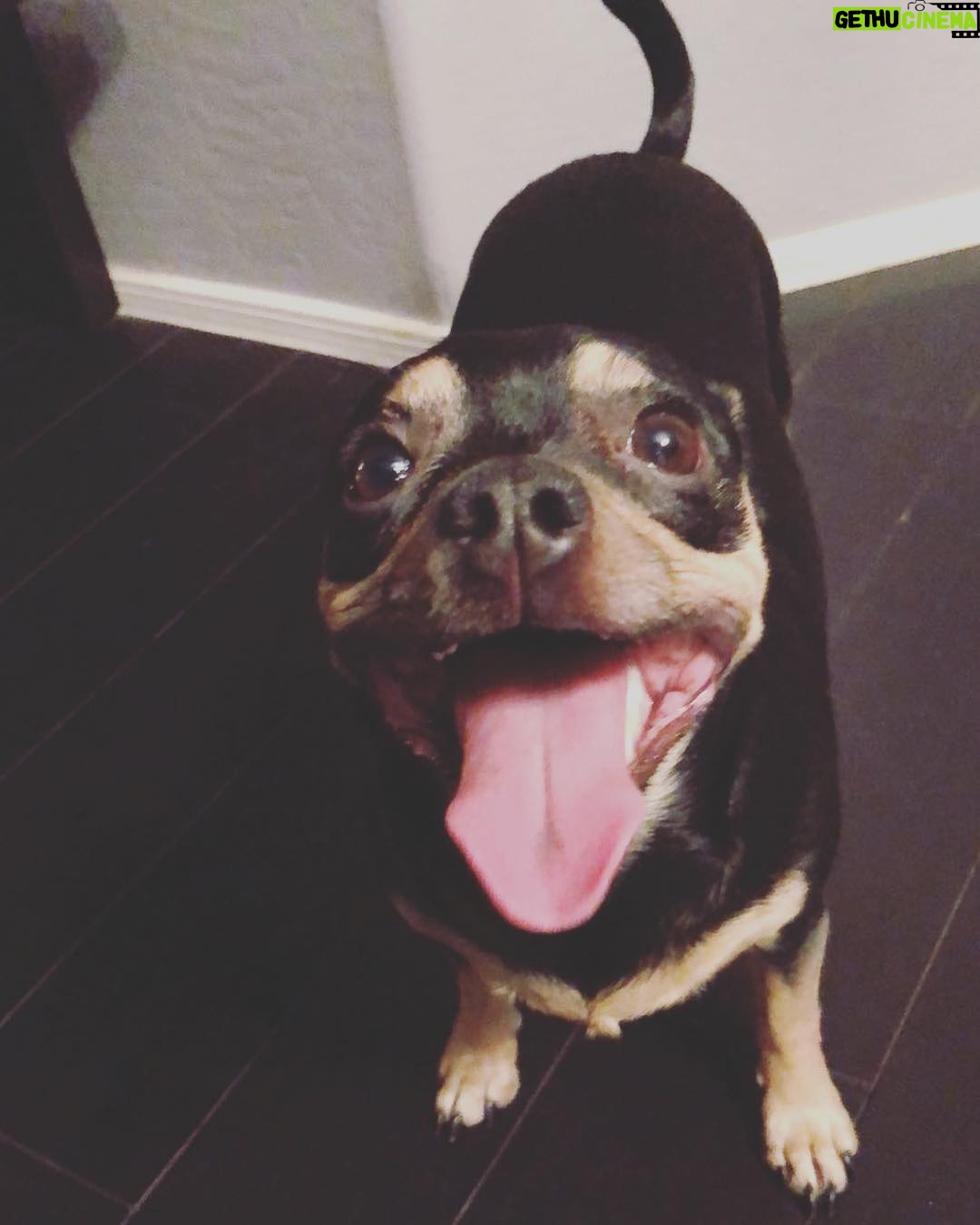 Layla El Instagram - Look at this face I just love my Amante’ #chiweenie #spoilt #loved