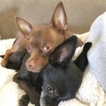 Layla El Instagram – My little men turning five years old this year. Chino & Rocco (the runt)  aren’t they adorable? Of course I’m Bias. #dogs #chiuahua #fam #cute 💛