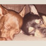 Layla El Instagram – My babies …………. Chino & Amante’ 💛#love #doggies #chiwinnie #chiuahua