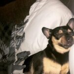 Layla El Instagram - When this guy steals your pillow #love #chiweenie #goodlife