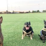 Layla El Instagram – Training with all my boys, way too much testosterone! 🤗  exhausted now. Everyone have a great Saturday evening. Love 💕 #doggies #Chino #Rocco #Amante’ #bigguy #laylael