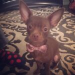 Layla El Instagram - Mummy WHY??? #chino #chihuahuasofinstagram #dogdog #mybaby 💋
