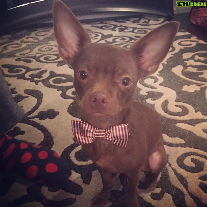 Layla El Instagram - Mummy WHY??? #chino #chihuahuasofinstagram #dogdog #mybaby 💋