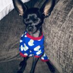 Layla El Instagram – My lil man Rocco …..my tiny baby💛💛❤️❤️ look at those ears 💛 #chiauaua #doggie