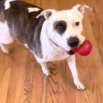 Lea Thompson Instagram - I hope you have a #happythanksgivingday #tryptophan that's the drug in turkey that makes you happy and sleepy mmmmm #dogsofinstagram @maybelledannydeutch