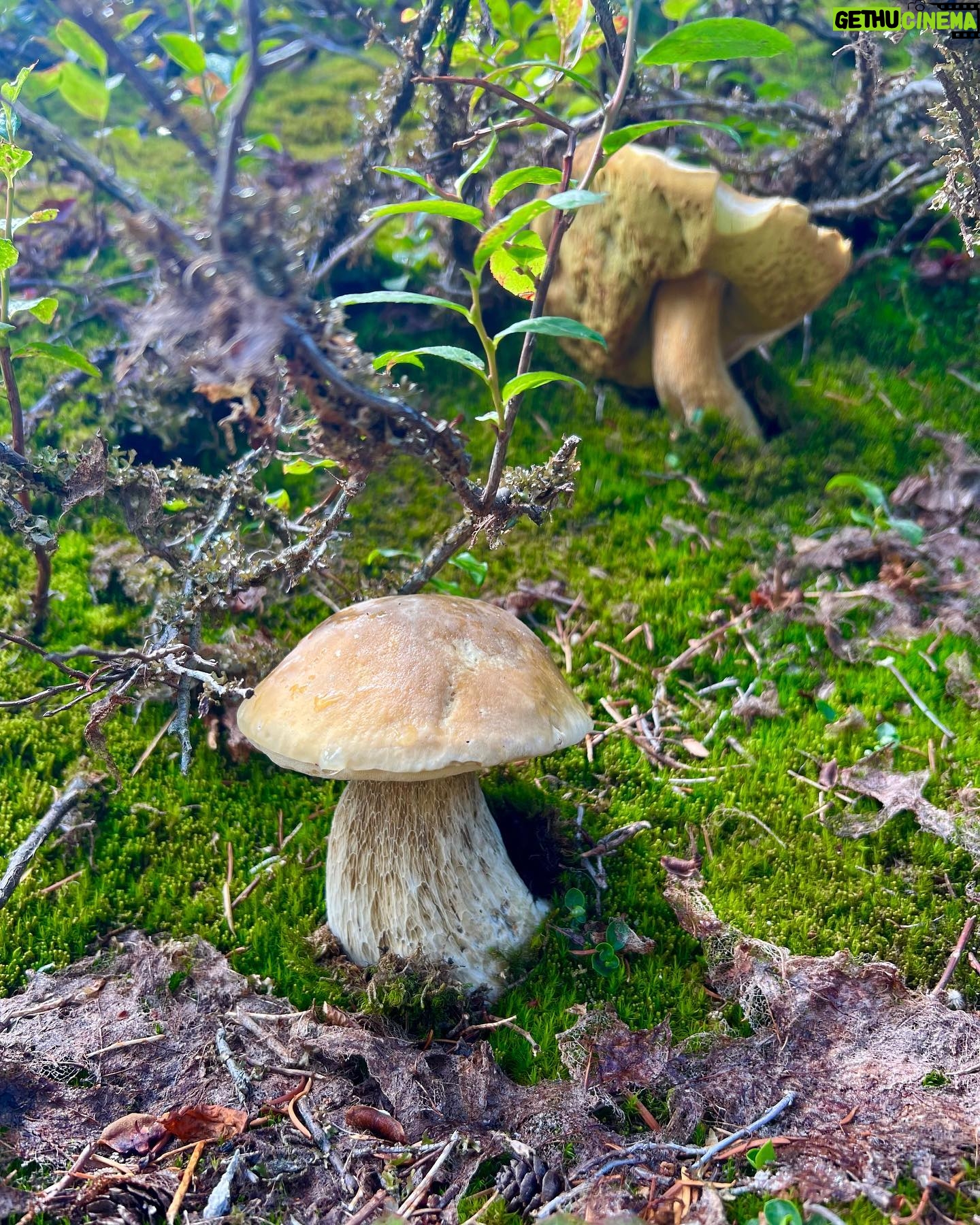 Leah Lewis Instagram - Not complaining about a gorgeous moss pond in the middle of an Alpine meadow at the top of a glacier. Or the weekend spent in a car and the woods with wonderful people. Just a lil hike, a lil mushroom scopin, a lil huckleberry picking, a lil camping, and a car-sleepy bootleg teddy is all 🫶🏽✨