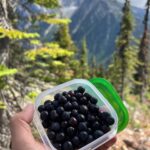 Leah Lewis Instagram - Not complaining about a gorgeous moss pond in the middle of an Alpine meadow at the top of a glacier. Or the weekend spent in a car and the woods with wonderful people. Just a lil hike, a lil mushroom scopin, a lil huckleberry picking, a lil camping, and a car-sleepy bootleg teddy is all 🫶🏽✨