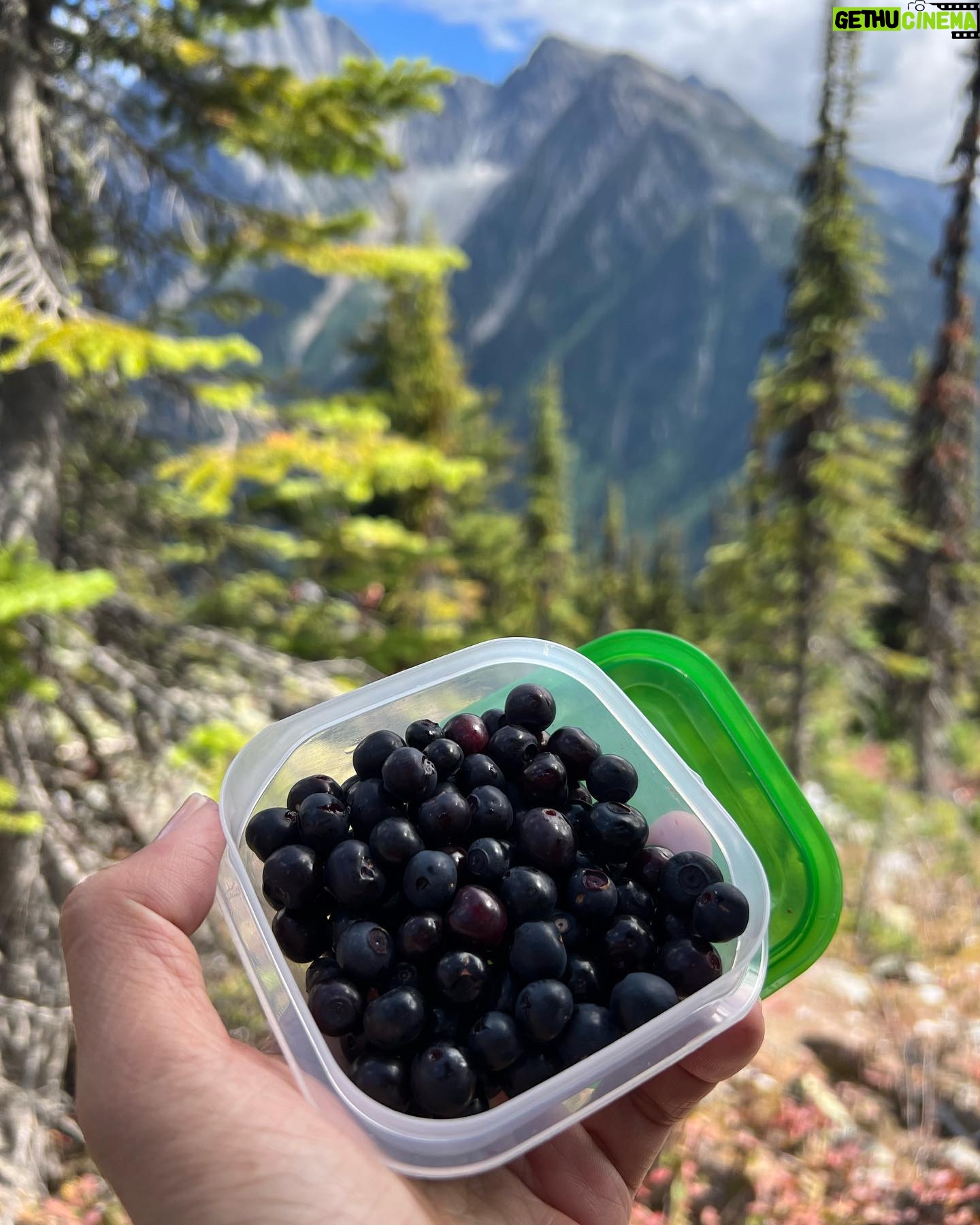 Leah Lewis Instagram - Not complaining about a gorgeous moss pond in the middle of an Alpine meadow at the top of a glacier. Or the weekend spent in a car and the woods with wonderful people. Just a lil hike, a lil mushroom scopin, a lil huckleberry picking, a lil camping, and a car-sleepy bootleg teddy is all 🫶🏽✨