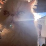 Lee El Instagram - _ my sunshine🌞 (됐고,딱 내려놔😑) #김망고똥꼬아들내미마마냥꼬절미절미인절미