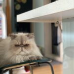 Lee El Instagram – _
어흥!
#김탱고탱탱볼마마냥꼬먹깨비눈꼽쟁이쪼꼬쪼꼬탱탱