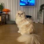 Lee El Instagram - _ 포토존이야?🙄 #김망고똥꼬아들내미마마냥꼬절미절미인절미 #김탱고탱탱볼마마냥꼬먹깨비눈꼽쟁이쪼꼬쪼꼬탱탱