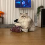 Lee El Instagram - _ 포토존이야?🙄 #김망고똥꼬아들내미마마냥꼬절미절미인절미 #김탱고탱탱볼마마냥꼬먹깨비눈꼽쟁이쪼꼬쪼꼬탱탱