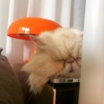 Lee El Instagram - _ 아니 이렇게 귀엽게 잘 일이냐고 #김망고똥꼬아들내미마마냥꼬절미절미인절미