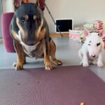 Lee Hae-young Instagram – #부라보오빠 #알로하동생 #오빠멋져 #알로하러블리 #miniaturebullterrier #🌺🎶 
기르기 쉬운 🐕아닙니다..🥹
#내가미쳤지😱