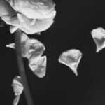 Lee Hae-young Instagram - RIP 🕊️