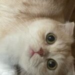 Lee Ruby Instagram - 안뇽 내 이름은 두부야