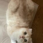 Lee Ruby Instagram – 안뇽 내 이름은 두부야