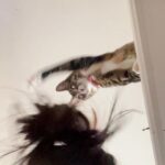 Lee Se-hee Instagram - 소확행을 아시는 쥔님