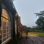 Lee Won-ji Instagram - 뒤늦은 기린 호텔사진🦒🏠🦒 어쩌다 허니문 명소ㅋㅋㅋㅋㅋㅋㅋ잼나는거 온 구석구석 쥬롸푸 디테일이 진짜 도라방스 사장님 디테일에 미친 사람이 분명함 @glory_yongmyoung 너무너무 재미있었어요 감사합니다🙆🏻‍♀️🙆🏻‍♀️🦒🦒🦒🦒🦒🦒 #지구마불세계여행2