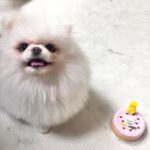 Lee Yoo-jin Instagram - 울 새콩이 늦은 생일파티 🥳🎂💕 @tuggle.co.kr 에서 새콩이 선물과 케이크도 구매하구🥰 사랑해! 새콩째콩이🐶💓