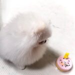 Lee Yoo-jin Instagram - 울 새콩이 늦은 생일파티 🥳🎂💕 @tuggle.co.kr 에서 새콩이 선물과 케이크도 구매하구🥰 사랑해! 새콩째콩이🐶💓