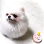 Lee Yoo-jin Instagram - 울 새콩이 늦은 생일파티 🥳🎂💕 @tuggle.co.kr 에서 새콩이 선물과 케이크도 구매하구🥰 사랑해! 새콩째콩이🐶💓