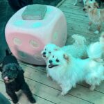 Lee Yoo-jin Instagram - 멍멍!🐶 사랑스러운 아기들💓 #사지말고입양하세요 #유어사이드봉사단 #유어사이드 #유기견봉사 #레인보우쉼터
