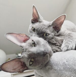 Léna Brauner Instagram - Máme nového člena smečky. Jmenuje se Emil. Je mu asi sedm měsíců. Emil se jmenoval Floyd a pořídila si ho milující rodina k devítileté yorkšířici. Bohužel u rodiny se ohřál jen tři nebo čtyři měsíce, protože se u maminky a její dcery začala projevovat silná alergie na kočky a proto hledal nový domov. A tak jsme se našli. Je u nás od pátku a máme pocit, že tu je odjakživa. Matylda (dvouletá paní domácí, rasy cornish rex) ho přijala a s Emilem (devon rex) si rozumí. A tak máme novou chlupatou dušičku a já mám radost, že to takhle krásně osud zařídil, protože dávám přednost poskytnutí domova kočičce, která ho hledá a potřebuje, místo podporování podnikání s živými zvířaty. Pokud si stále chcete pořídit “značkovou” kočku, jděte se prosím podívat do chované stanice a zjistěte v jakých podmínkách kočicky vyrůstají. Pozor na množírny. Útůlků je spousta a třeba právě tam bude dušička, se kterou se máte setkat a poskytnout jí milující domov. Tak Emile! Vítej! 🤍