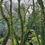 Lena Guillou Instagram - LE SAVIEZ-VOUS ? La thérapie par les arbres a fait ses preuves au Japon et vise à baisser le stress, les tensions nerveuses, améliore la concentration et le système immunitaire 😊 En effet les bienfaits du « tree hugging » sont prouvés alors go vous balader en forêt 🌳