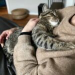 Lena Philipsson Instagram - Det är ju mysigt ändå med katt..