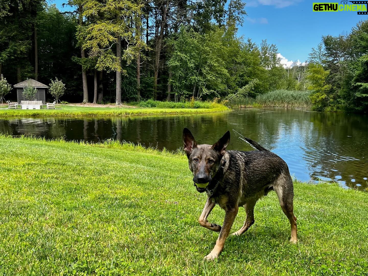 Leslie Bibb Instagram - when your wolf is a #sportsillustrated #supermodel... #germanshepherd #malemodel #actionshot i am missing #gus so much... π·: @michaelgodere landscape and vibe courtesy of @shawnhenderson and #upstatenewyork
