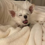 Leslie Grossman Instagram – This summer had a little bit of everything