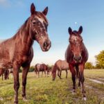Letícia Lima Instagram – Bom dia! 🐴 Fazenda Barra do Cahy – Bahia! 🤎
Como está o começo de ano de vcs?!