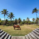 Letícia Lima Instagram – Bom dia! 🐴 Fazenda Barra do Cahy – Bahia! 🤎
Como está o começo de ano de vcs?!