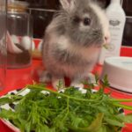 Letícia Lima Instagram – Recarregando as energias pq hoje o trabalho ta pesado por aqui 🍀🐰Feliz Páscoa!