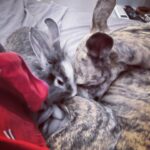 Letícia Lima Instagram - Quando vc adapta uma presa a um cão de caça, ela continua sendo presa, só que no amor ♡