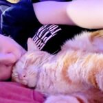 Leva Bates Instagram - He’s a cuddler #Stray #catsofinstagram